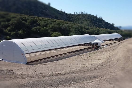 Estufa alta galvanizada do túnel da estufa 3.2m do filme do PE da armação de aço