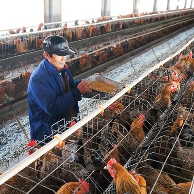Máquina da pelota do alimento animal de máquina de moedura 380v da alimentação dos rebanhos animais